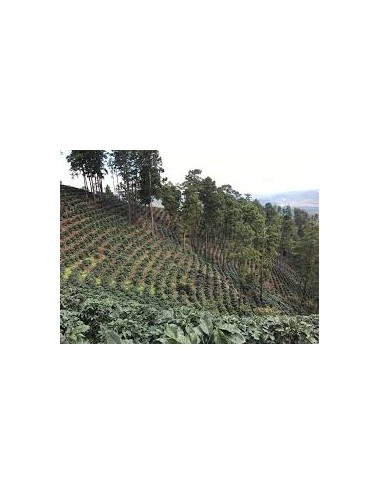 HONDURAS - Zrnková káva 500 g