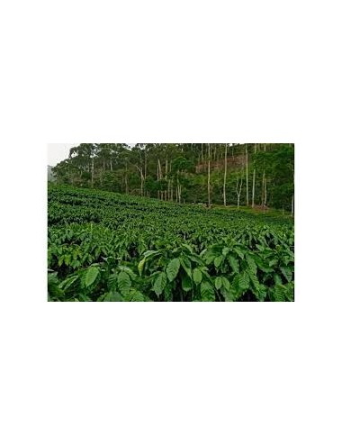NICARAGUA- Zrnková káva 500g