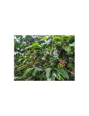 PANAMA - Zrnková káva 500 g