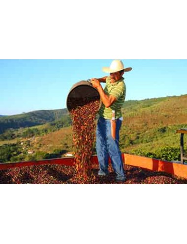 BRAZIL SANTOS- Coffee beans