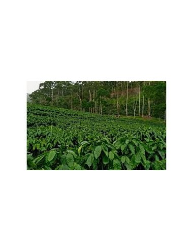 NICARAGUA - Coffee beans -...