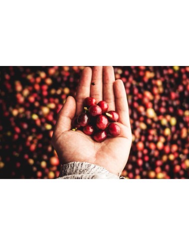 NICARAGUA- Coffee beans