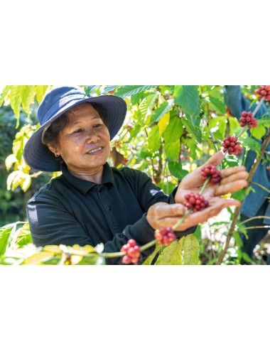 VIETNAM - Zrnková káva 250g