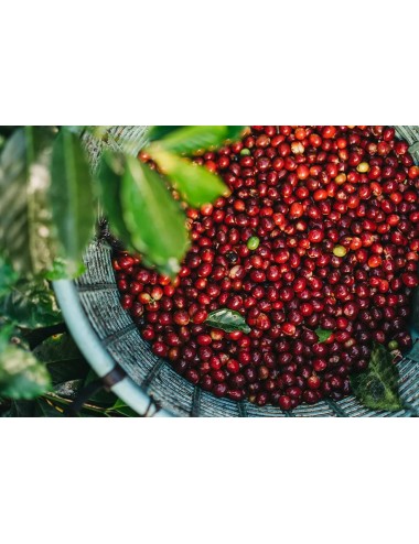 COSTA RICA - Coffee beans