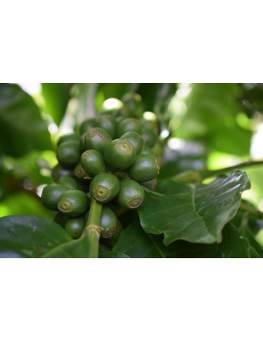 HONDURAS - Coffee beans