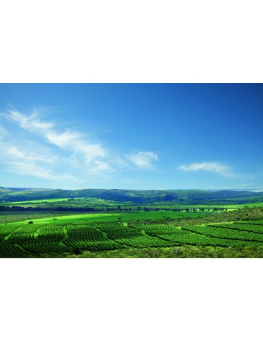 BRAZIL CERRADO - Zrnková...