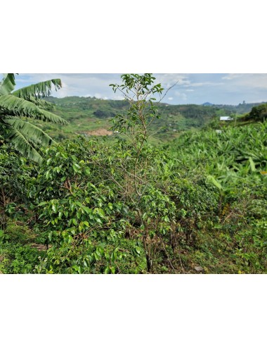 RWANDA RUSHASHI -  Výběrová...