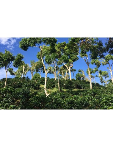 NICARAGUA- Zrnková káva 500g
