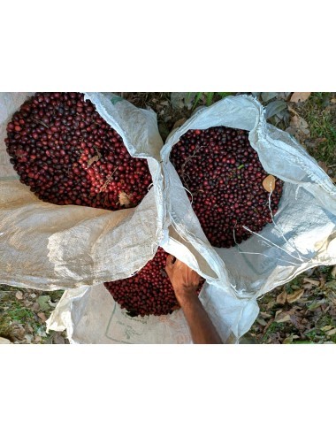 TANZANIA MBAYA, region...