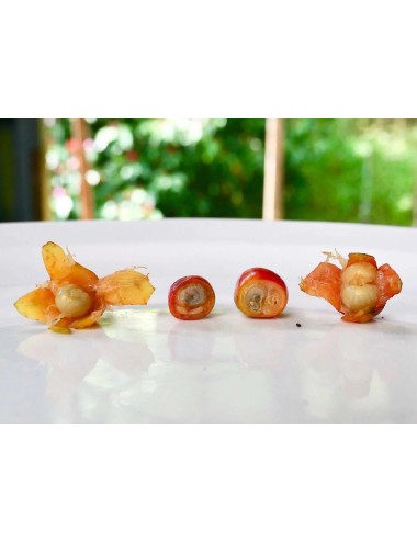 TANZANIA PEABERRY - Mbaya,...