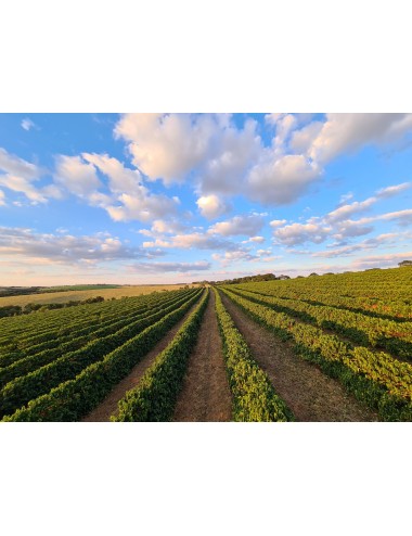 BRAZIL FAZENDA JAGUARA -...