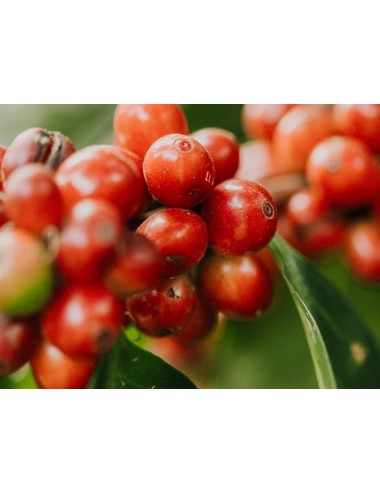 COSTA RICA -  Hacienda San...