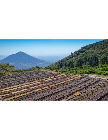 El Salvador SHG - Coffee...