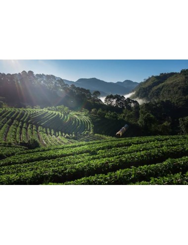 Kenya - Zrnková káva 250g