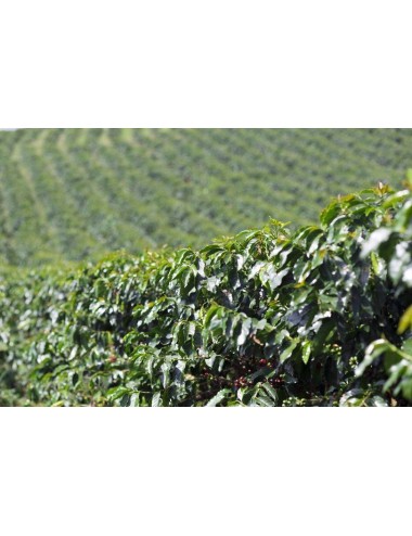 INDIA PLANTATION AA -...