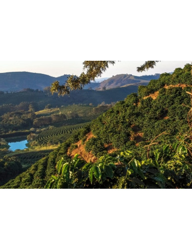 Brazil Yellow Bourbon -...